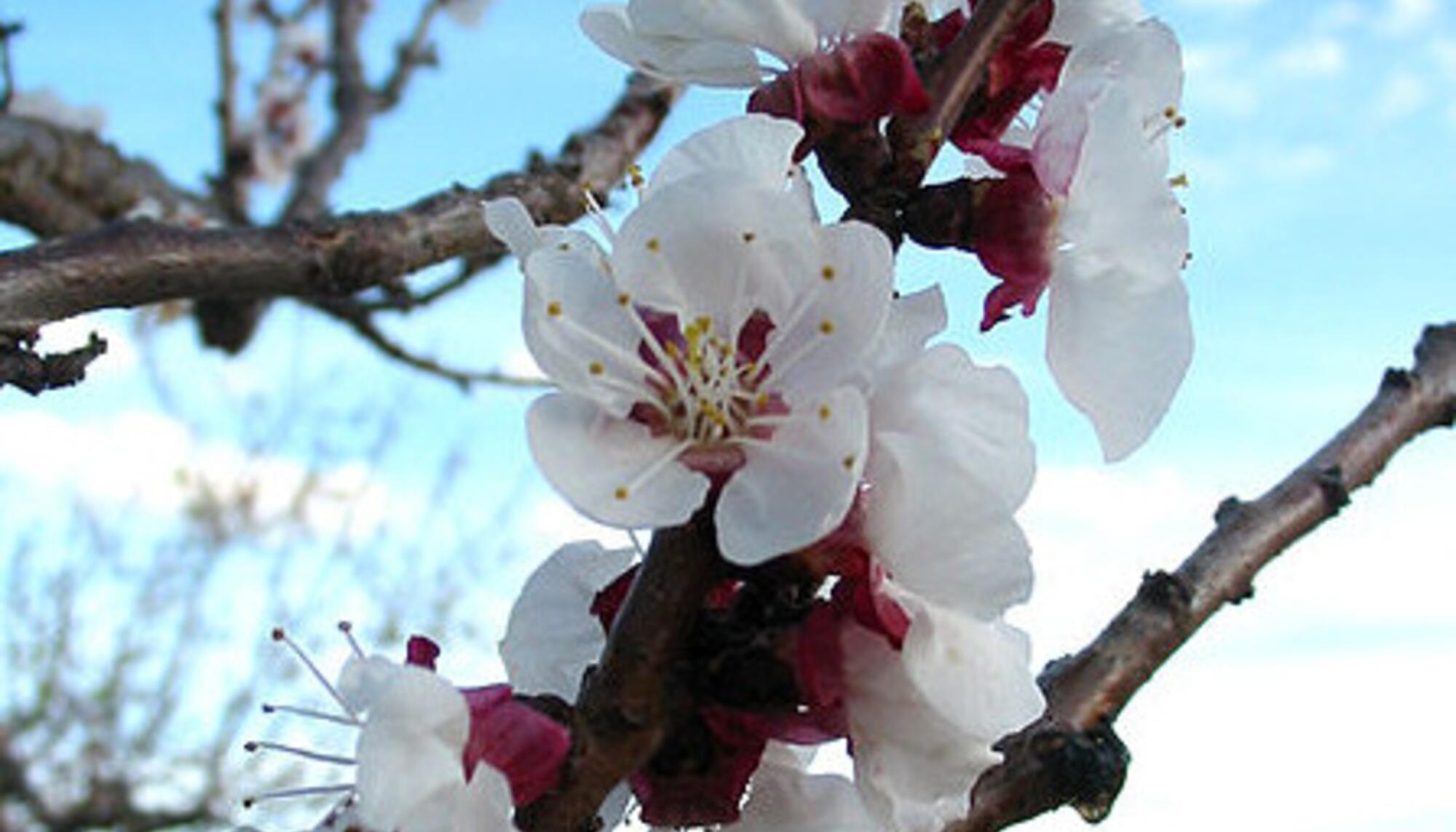 Almendro